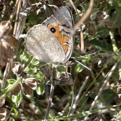 Junonia villida at Karabar, NSW - 19 Mar 2023