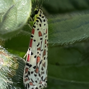 Utetheisa pulchelloides at Karabar, NSW - 19 Mar 2023 03:17 PM