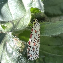 Utetheisa pulchelloides at Karabar, NSW - 19 Mar 2023 03:17 PM