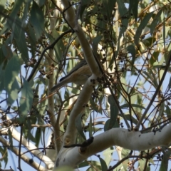 Pachycephala rufiventris (Rufous Whistler) at Bruce Ridge to Gossan Hill - 18 Mar 2023 by JohnGiacon