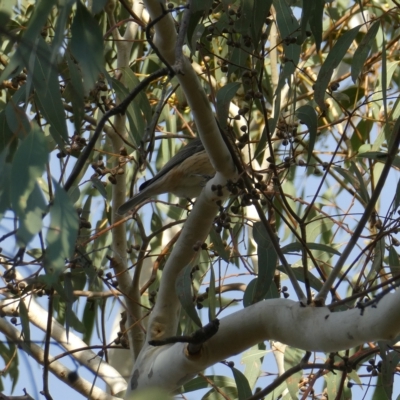 Pachycephala rufiventris (Rufous Whistler) at Bruce, ACT - 19 Mar 2023 by JohnGiacon