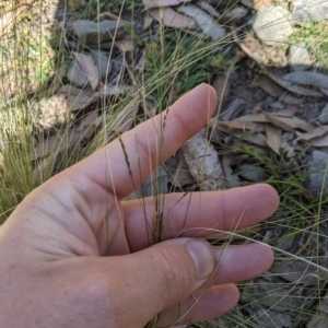 Nassella trichotoma at Tinderry, NSW - 19 Mar 2023