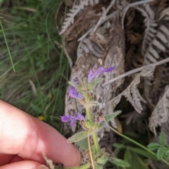 Ajuga australis (Austral Bugle) at Tinderry, NSW - 18 Mar 2023 by MattM