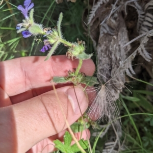 Ajuga australis at Tinderry, NSW - 19 Mar 2023 10:22 AM