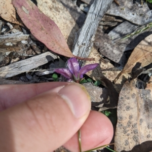 Wahlenbergia gloriosa at Tinderry, NSW - 19 Mar 2023 11:04 AM