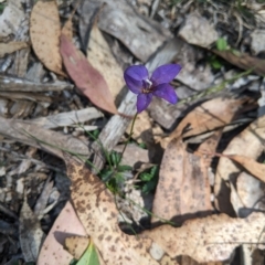 Wahlenbergia gloriosa at Tinderry, NSW - 19 Mar 2023 11:04 AM