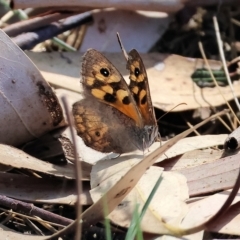 Geitoneura klugii (Marbled Xenica) at West Wodonga, VIC - 18 Mar 2023 by KylieWaldon