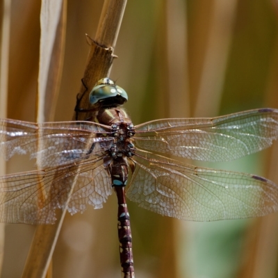 Adversaeschna brevistyla (Blue-spotted Hawker) at Jerrabomberra Wetlands - 18 Mar 2023 by regeraghty