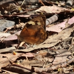 Heteronympha merope (Common Brown Butterfly) at West Wodonga, VIC - 17 Mar 2023 by KylieWaldon