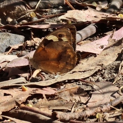 Heteronympha merope (Common Brown Butterfly) at West Wodonga, VIC - 17 Mar 2023 by KylieWaldon
