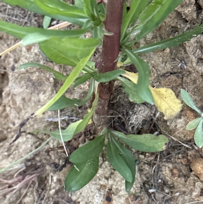 Symphyotrichum subulatum (Wild Aster, Bushy Starwort) at Aranda Bushland - 19 Mar 2023 by lbradley