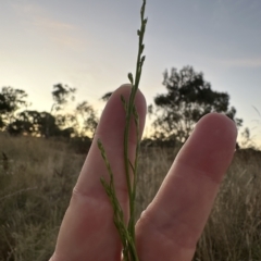 Symphyotrichum subulatum at Aranda, ACT - 19 Mar 2023