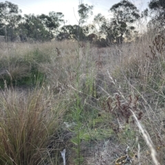 Symphyotrichum subulatum at Aranda, ACT - 19 Mar 2023