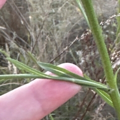 Symphyotrichum subulatum at Aranda, ACT - 19 Mar 2023