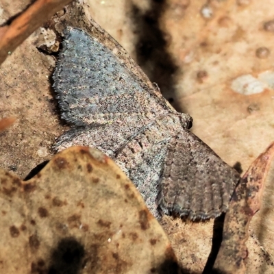Unidentified Geometer moth (Geometridae) at West Wodonga, VIC - 17 Mar 2023 by KylieWaldon
