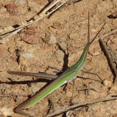 Acrida conica (Giant green slantface) at West Wodonga, VIC - 18 Mar 2023 by KylieWaldon