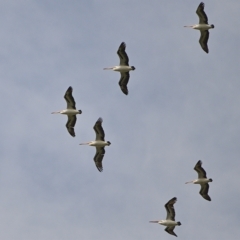 Pelecanus conspicillatus (Australian Pelican) at Thirlmere, NSW - 1 Mar 2023 by Freebird