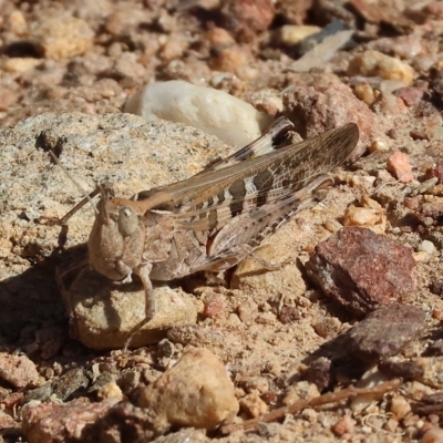 Chortoicetes terminifera (Australian Plague Locust) at West Wodonga, VIC - 18 Mar 2023 by KylieWaldon