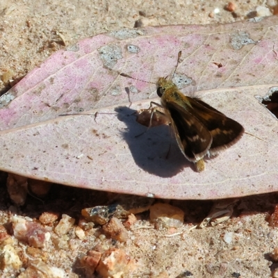 Taractrocera papyria (White-banded Grass-dart) at West Wodonga, VIC - 18 Mar 2023 by KylieWaldon