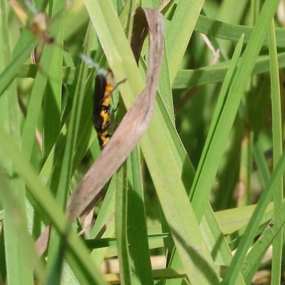 Chauliognathus lugubris (Plague Soldier Beetle) at West Wodonga, VIC - 18 Mar 2023 by KylieWaldon