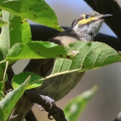 Caligavis chrysops (Yellow-faced Honeyeater) at West Wodonga, VIC - 18 Mar 2023 by KylieWaldon