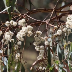 Eucalyptus dives (Broad-leaved Peppermint) at West Wodonga, VIC - 18 Mar 2023 by KylieWaldon