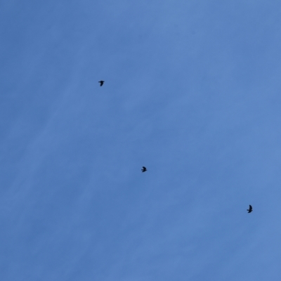 Corvus mellori (Little Raven) at West Wodonga, VIC - 18 Mar 2023 by KylieWaldon