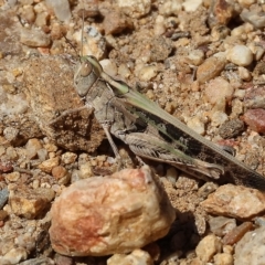 Chortoicetes terminifera (Australian Plague Locust) at West Wodonga, VIC - 18 Mar 2023 by KylieWaldon