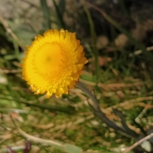 Coronidium monticola at Kosciuszko National Park, NSW - 18 Mar 2023