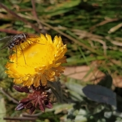 Coronidium monticola at Kosciuszko National Park, NSW - 18 Mar 2023