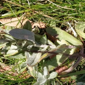 Coronidium monticola at Kosciuszko National Park, NSW - 18 Mar 2023