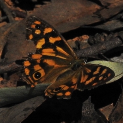 Heteronympha paradelpha (Spotted Brown) at Cotter River, ACT - 16 Mar 2023 by JohnBundock