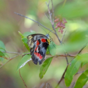 Delias harpalyce at Acton, ACT - 19 Mar 2023 12:15 PM