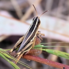 Macrotona australis (Common Macrotona Grasshopper) at West Wodonga, VIC - 18 Mar 2023 by KylieWaldon