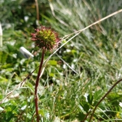 Acaena novae-zelandiae (Bidgee Widgee) at Charlotte Pass - Kosciuszko NP - 18 Mar 2023 by KumikoCallaway