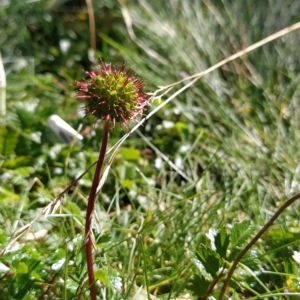 Acaena novae-zelandiae at Charlotte Pass, NSW - 18 Mar 2023