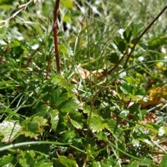 Acaena novae-zelandiae at Charlotte Pass, NSW - 18 Mar 2023