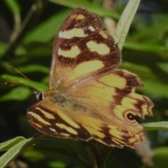 Heteronympha banksii (Banks' Brown) at Cotter River, ACT - 16 Mar 2023 by JohnBundock