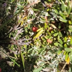 Grevillea australis (Alpine Grevillea) at Charlotte Pass - Kosciuszko NP - 18 Mar 2023 by KumikoCallaway