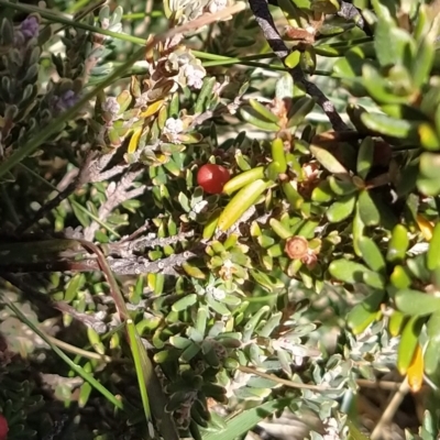 Grevillea australis (Alpine Grevillea) at Kosciuszko National Park - 18 Mar 2023 by KumikoCallaway