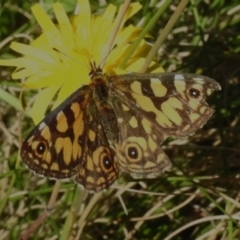 Oreixenica lathoniella (Silver Xenica) at Cotter River, ACT - 16 Mar 2023 by JohnBundock