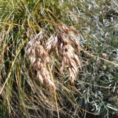 Chionochloa frigida (Ribbon Grass) at Kosciuszko National Park - 18 Mar 2023 by KumikoCallaway