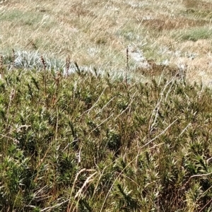 Richea continentis at Munyang, NSW - 18 Mar 2023