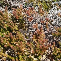 Epacris microphylla (Coral Heath) at Kosciuszko National Park - 18 Mar 2023 by KumikoCallaway