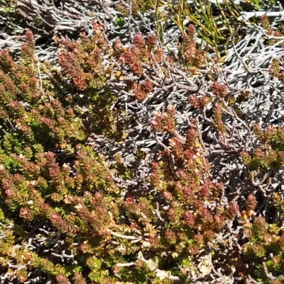 Epacris microphylla (Coral Heath) at Kosciuszko National Park - 18 Mar 2023 by KumikoCallaway