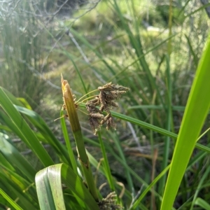 Scirpus polystachyus at Tinderry, NSW - 19 Mar 2023