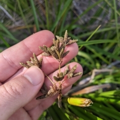 Scirpus polystachyus at Tinderry, NSW - 19 Mar 2023 09:22 AM