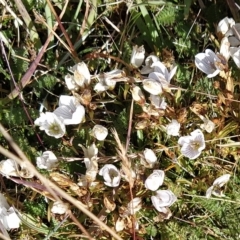 Gentianella muelleriana subsp. alpestris (Mueller's Snow-gentian) at Kosciuszko National Park - 18 Mar 2023 by KumikoCallaway