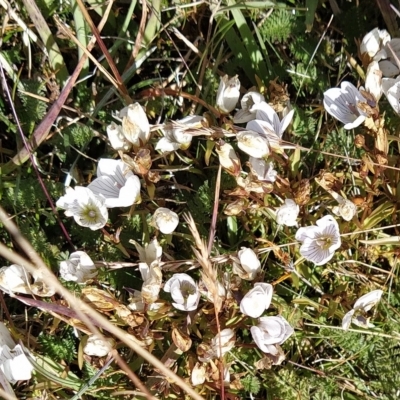 Gentianella muelleriana subsp. alpestris (Mueller's Snow-gentian) at Kosciuszko National Park - 18 Mar 2023 by KumikoCallaway