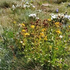 Senecio pinnatifolius var. alpinus at Munyang, NSW - 18 Mar 2023